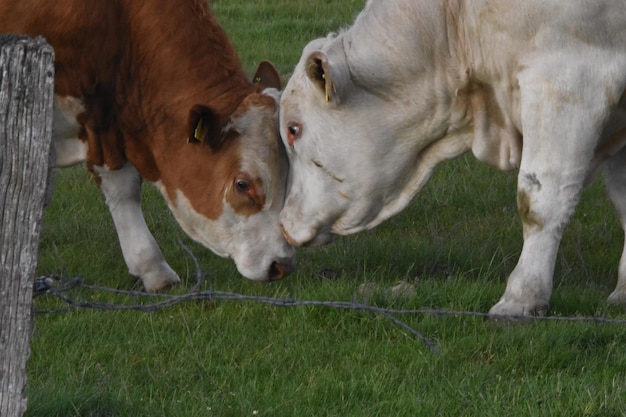 Foto primer plano de una vaca de pie en el campo