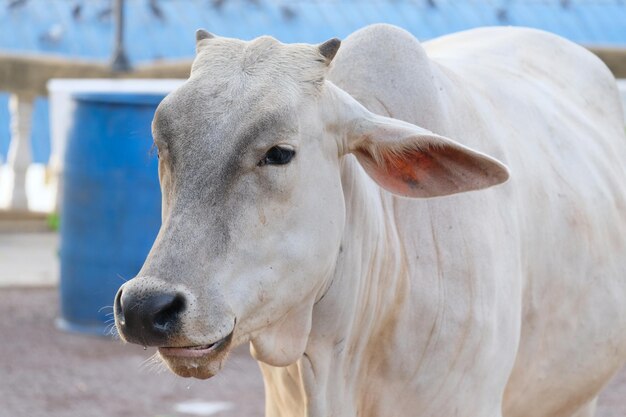 Foto primer plano de una vaca en un rancho