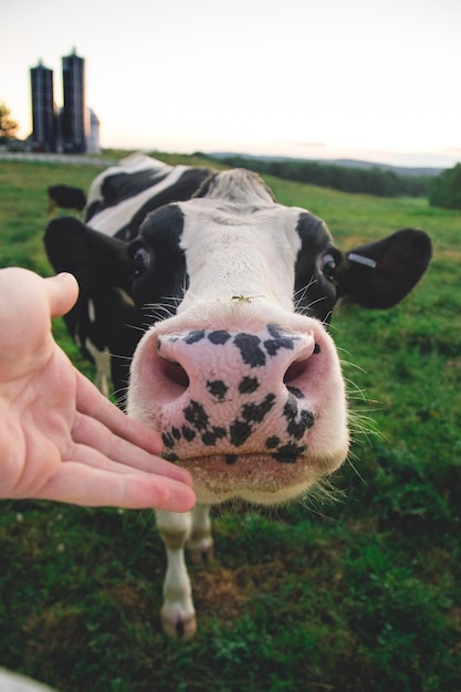 Foto primer plano de una vaca tocando con la mano