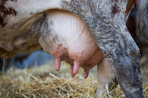 Primer plano de una vaca