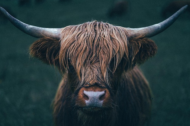 Primer plano de una vaca