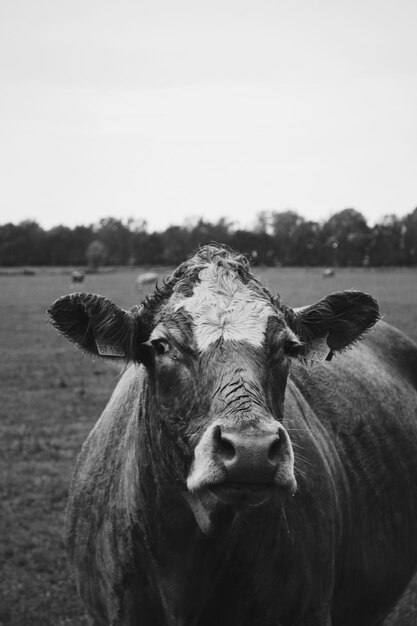 Foto primer plano de una vaca