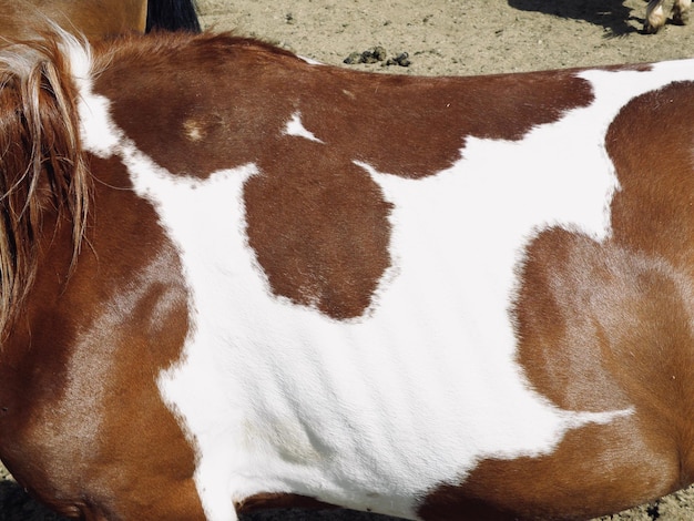 Foto primer plano de una vaca