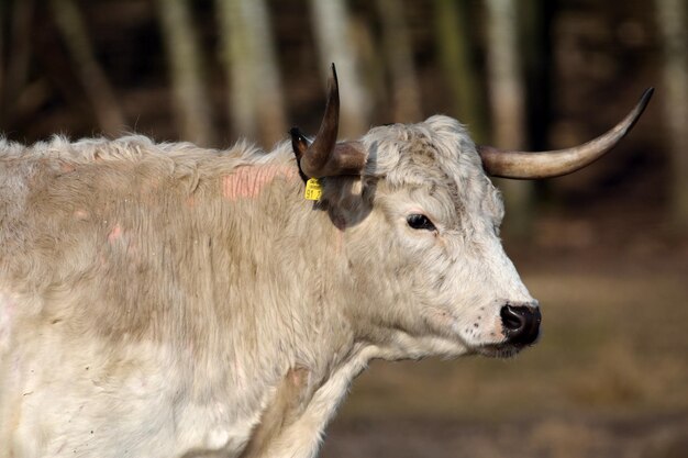 Primer plano de la vaca