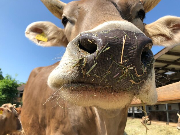 Foto primer plano de una vaca