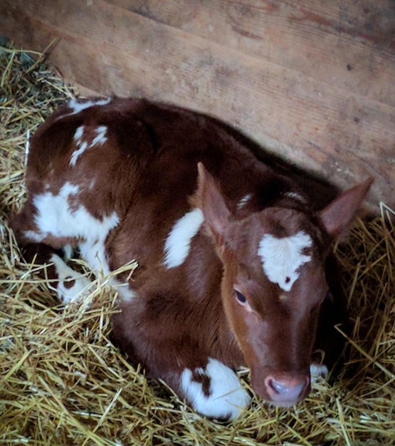 Foto primer plano de una vaca