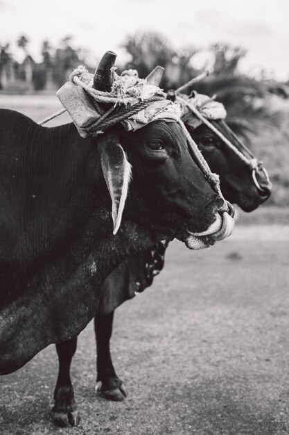 Foto primer plano de las vacas en el campo