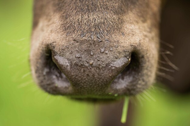 Primer plano de vacas de carne y terneros pastando en la hierba en Australia en un rancho agrícola Ganado comiendo heno y razas de ensilaje incluyen parque moteado Murray grey angus Brangus hereford wagyu vacas lecheras