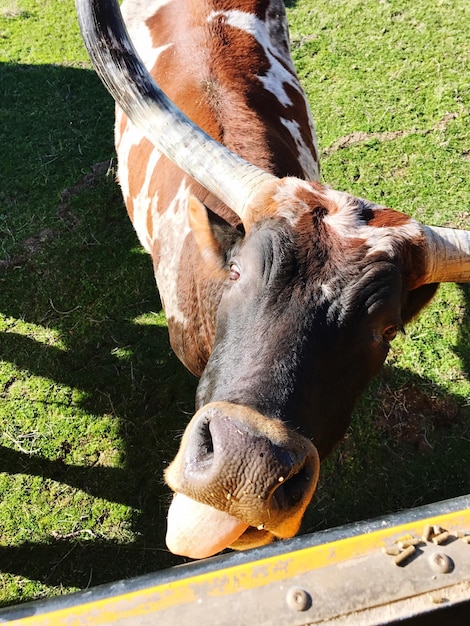 Foto primer plano de las vacas pastando en el campo