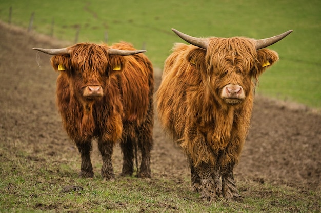 Primer plano de vacas peludas de las tierras altas de Escocia en un campo