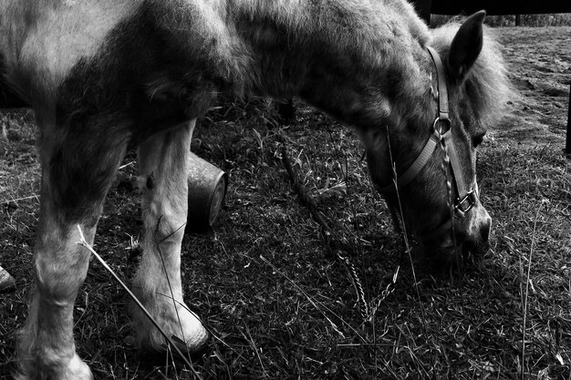 Primer plano de las vacas de pie en el campo