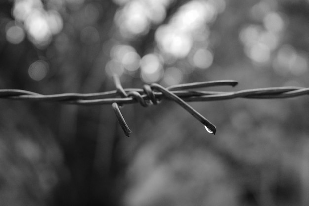Foto primer plano de una valla de alambre de púas húmedo