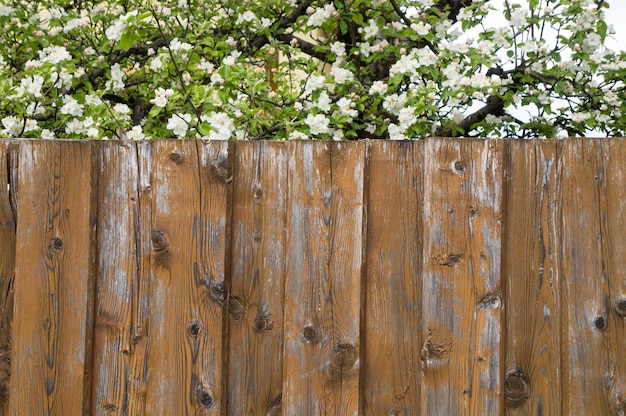 Foto primer plano de una valla de madera contra un árbol en flor