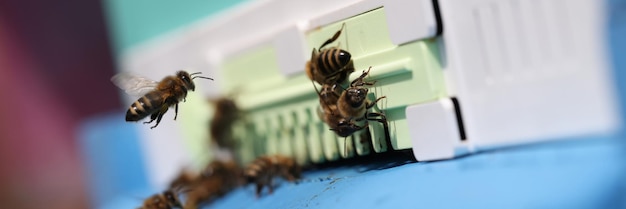 Un primer plano de varias abejas en una colmena moderna entra en el concepto de apicultura y apicultura