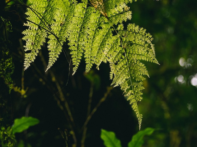 Primer plano de varias plantas en la selva tropical