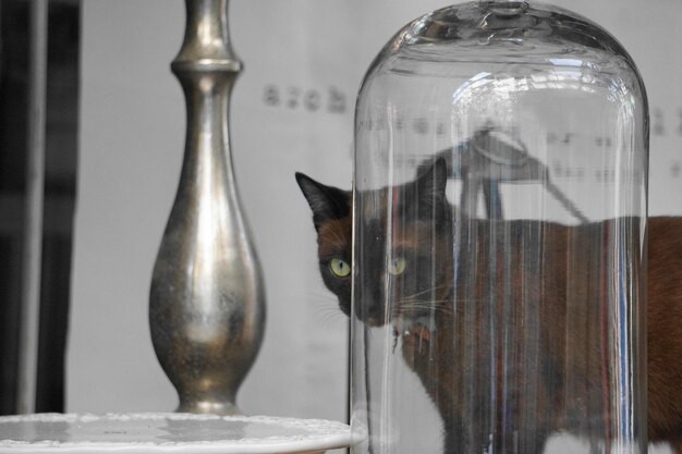 Foto primer plano del vaso de bebida del gato