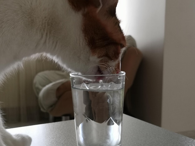 Foto primer plano del vaso de bebida del gato