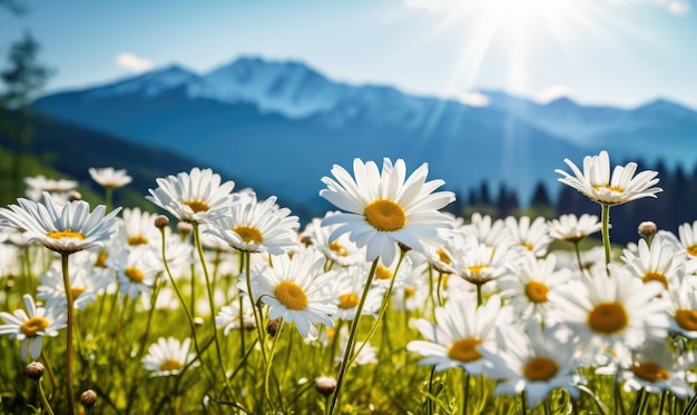 Primer plano de un vasto campo de delicadas margaritas blancas bajo un cielo despejado con imponentes montañas alpinas como telón de fondo Una serena mezcla de belleza y tranquilidad de la naturaleza Creada con herramientas generativas de IA