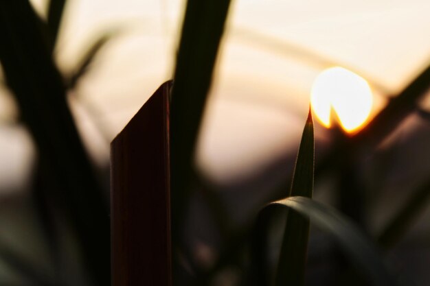 Foto primer plano de las velas encendidas en el templo