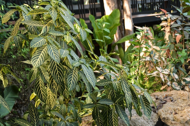 Primer plano de la vena Aglaonema commutatum en el jardín del café