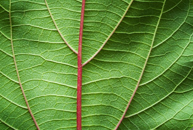 Primer plano de las venas de la hoja verde. Fondo natural