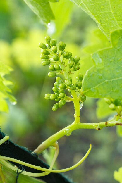 Primer plano verde inmaduro racimo de uvas en el viñedo a principios de verano. Poca profundidad de campo.