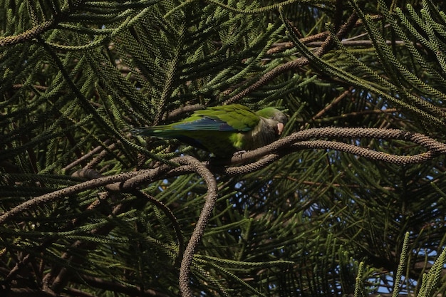 Foto primer plano de un verde posado en un árbol