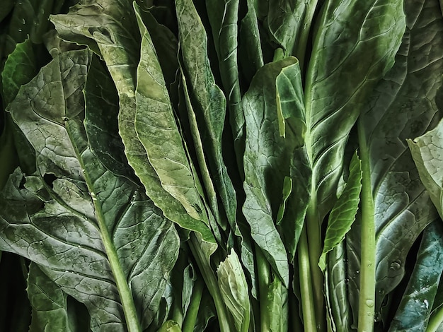 Foto primer plano de verduras frescas de col rizada verde