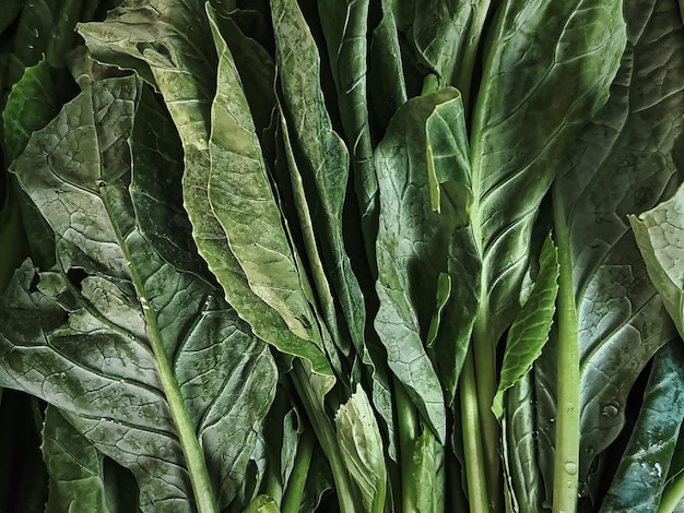 Primer plano de verduras frescas de col rizada verde