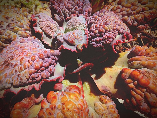 Foto primer plano de las verduras en el mercado