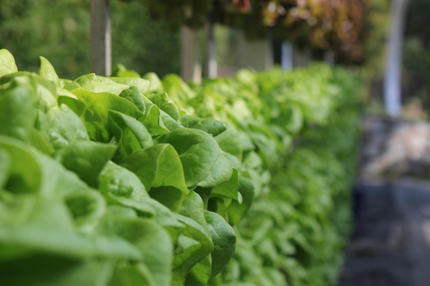 Foto primer plano de las verduras en el mercado