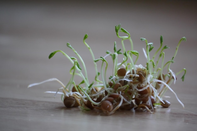 Primer plano de las verduras en la mesa