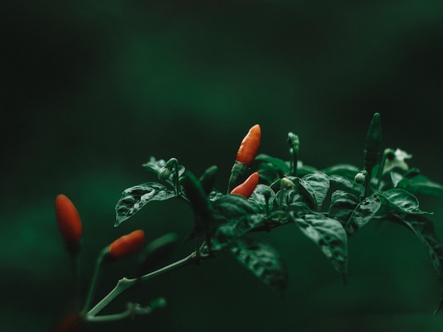 Primer plano de las verduras en la planta