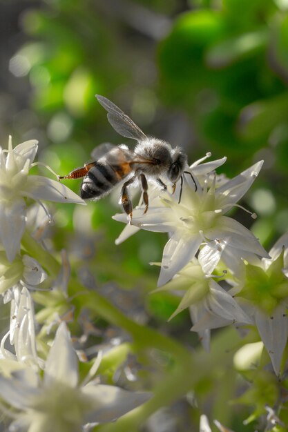 Primer plano vertical de una abeja sentada sobre una flor blanca durante el día