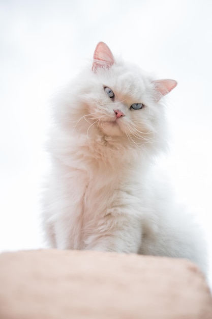 Primer plano vertical de un adorable gato de angora blanco con ojos azules
