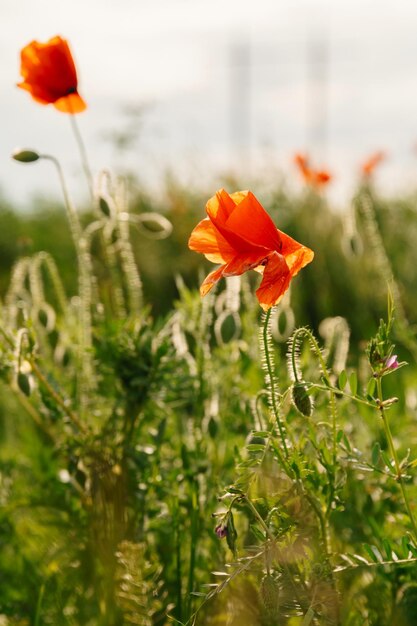 Primer plano vertical de algunas amapolas rojas simbólicas a la luz del sol