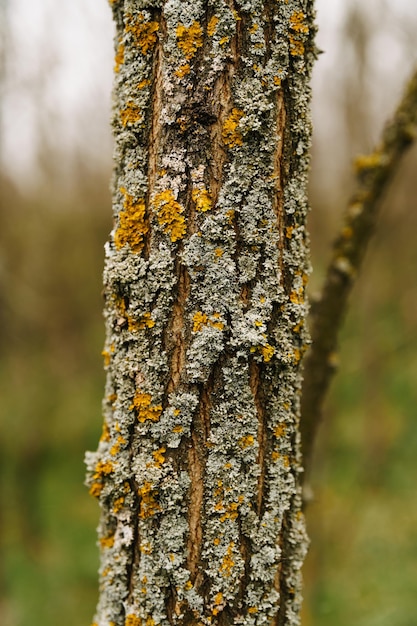 Primer plano vertical de corteza de árbol con líquenes amarillos verdes en primavera