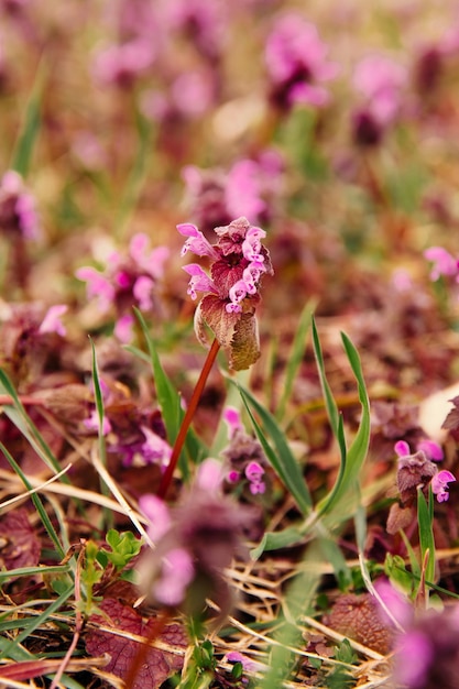 Foto primer plano vertical de flores de primavera llamado pulmonaria officinalis