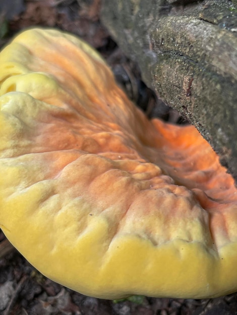 Primer plano vertical de un hermoso pollo hongo amarillo del bosque que crece en un árbol