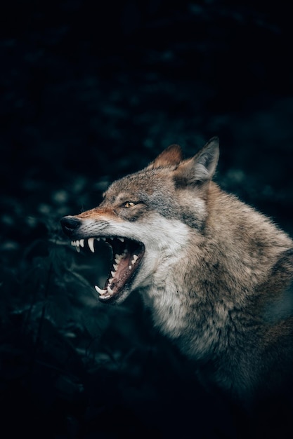 Primer plano vertical de un lobo salvaje gruñendo o rugiendo en el bosque de Teutoburg, Alemania