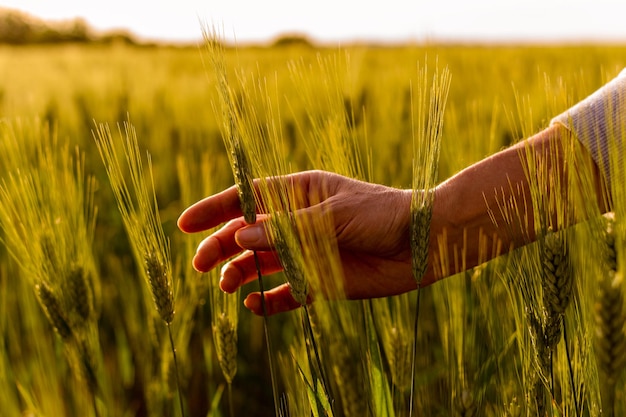 Primer plano vertical de una mano tocando las plantas de trigo en la plantación de trigo