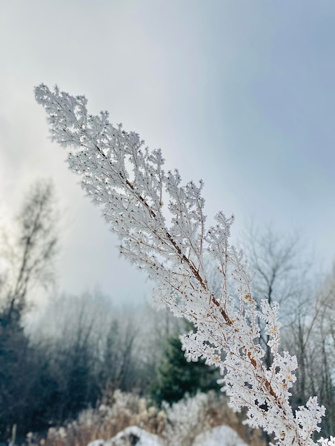 Primer plano vertical de nieve en las ramas de las plantas