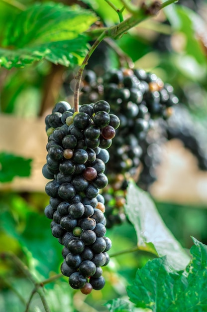 Primer plano vertical de una uva negra en la rama