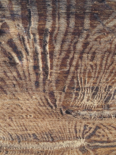 Foto un primer plano de una veta de madera con la textura de la madera