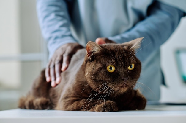 Primer plano de un veterinario africano acariciando un gato doméstico en la mesa durante el examen médico en la clínica