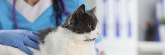 Primer plano de veterinario examinando lindo gato hermoso