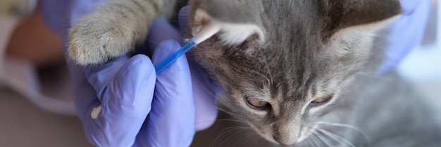 Primer plano de veterinario examinando orejas de gato gris pequeño con examen médico de palo de oído de