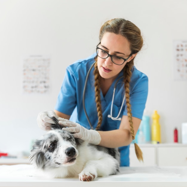 Primer plano de un veterinario femenino examinando la oreja del perro acostado en la mesa