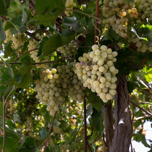 Primer plano de una vid con grandes racimos de uvas blancas