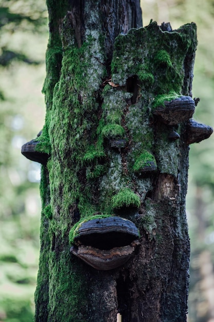 Primer plano del viejo tronco del árbol